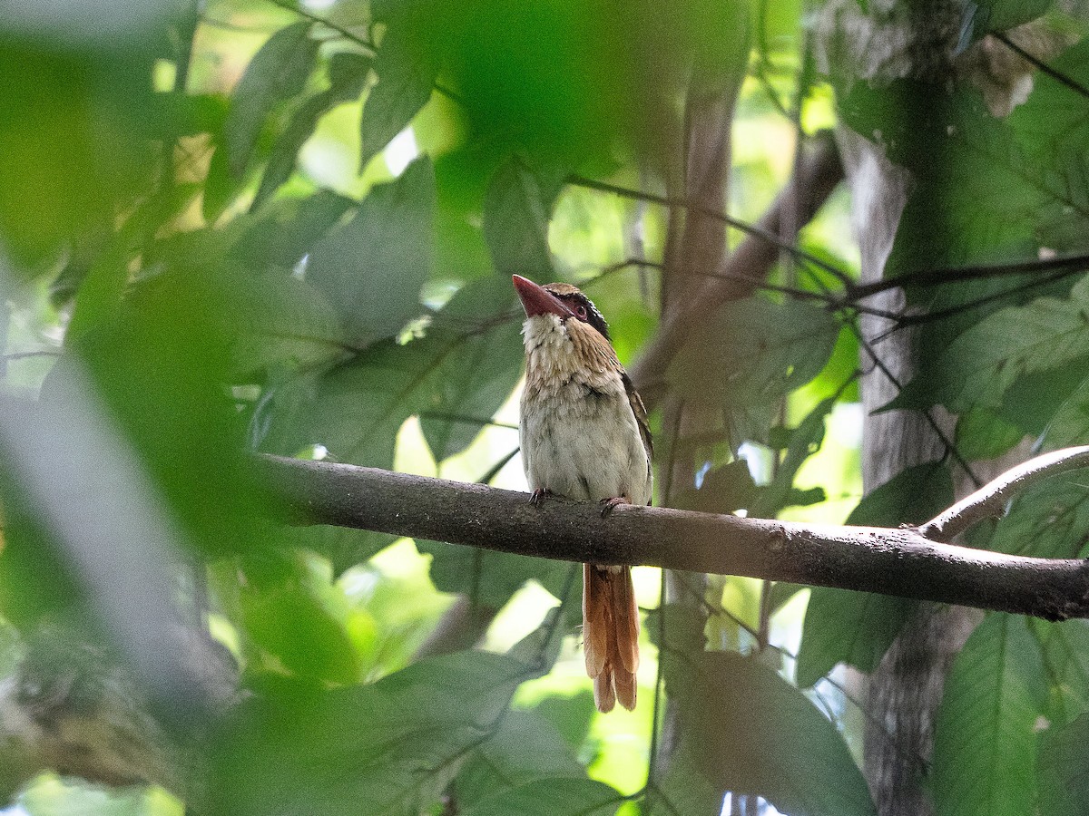 Sulawesi Lilac Kingfisher - Geoff Lim