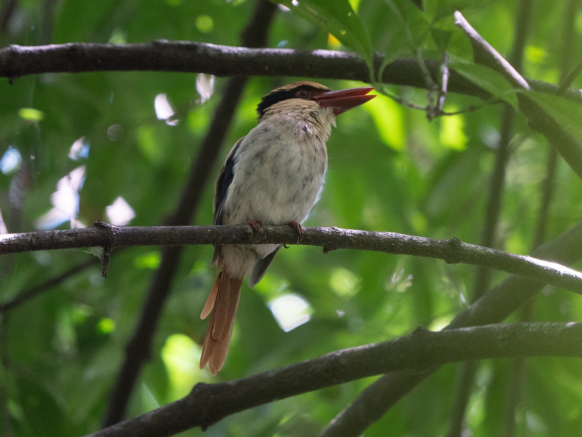 Sulawesi Lilac Kingfisher - ML622429020