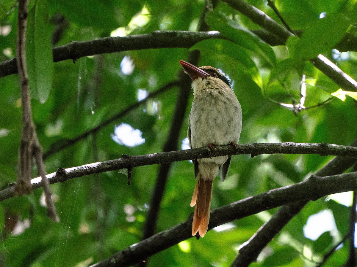 Sulawesi Lilac Kingfisher - Geoff Lim