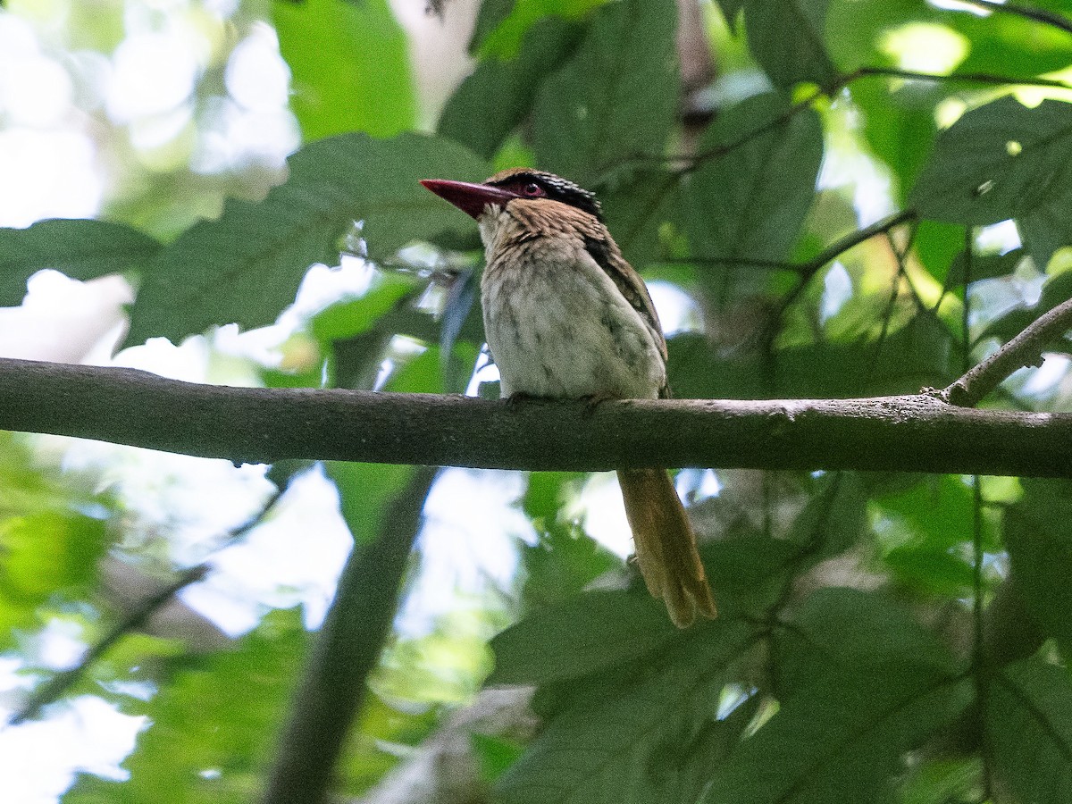 Sulawesi Lilac Kingfisher - ML622429022