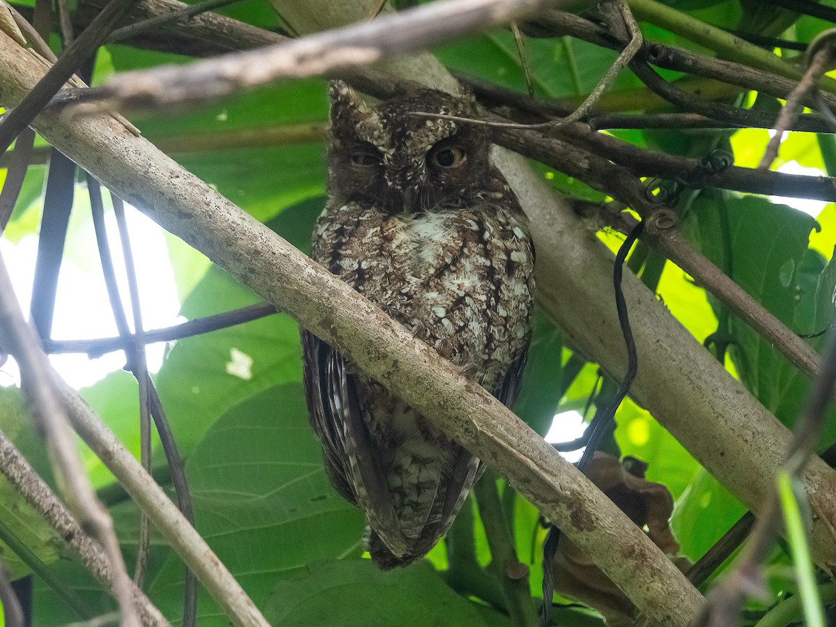 Sulawesi Scops-Owl - ML622429066