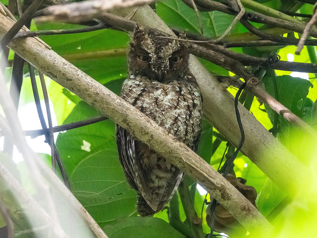 Sulawesi Scops-Owl - ML622429067