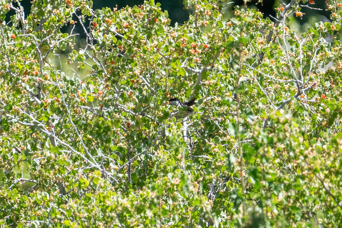 Mountain Chickadee - ML622429080