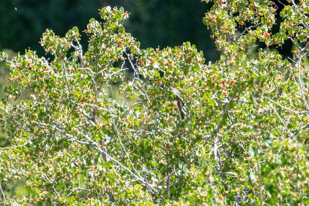 Mountain Chickadee - Brent Reed