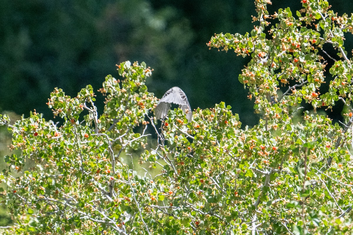 Mountain Chickadee - ML622429082