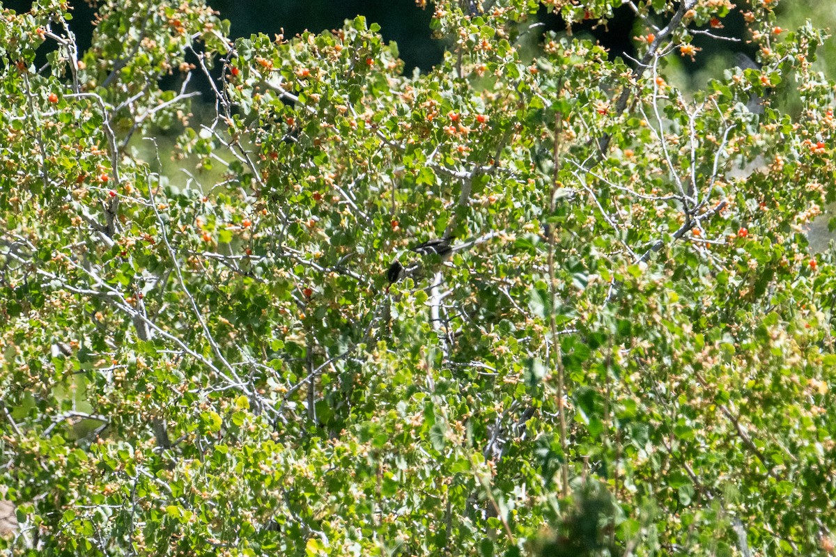 Mountain Chickadee - ML622429083