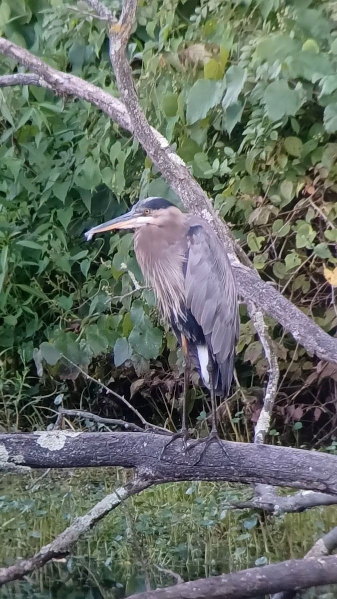 Great Blue Heron - ML622429166