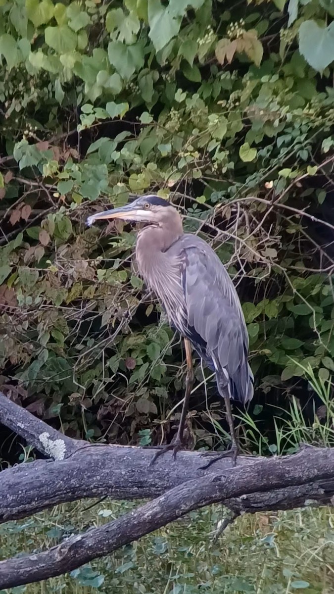 Great Blue Heron - ML622429167