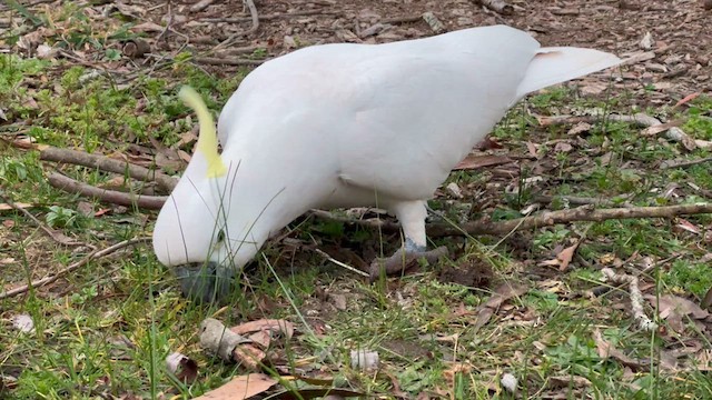 Sulphur-crested Cockatoo - ML622429254