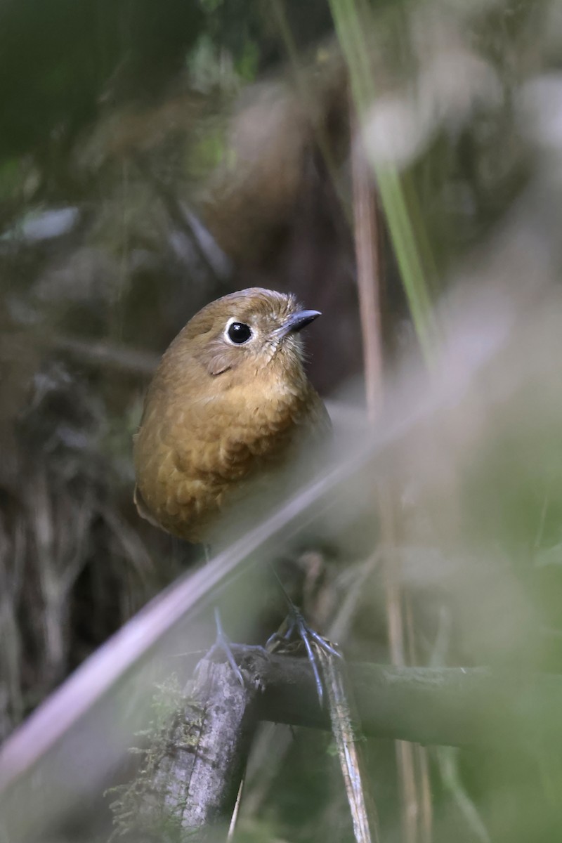 Bolivian Antpitta - ML622429255