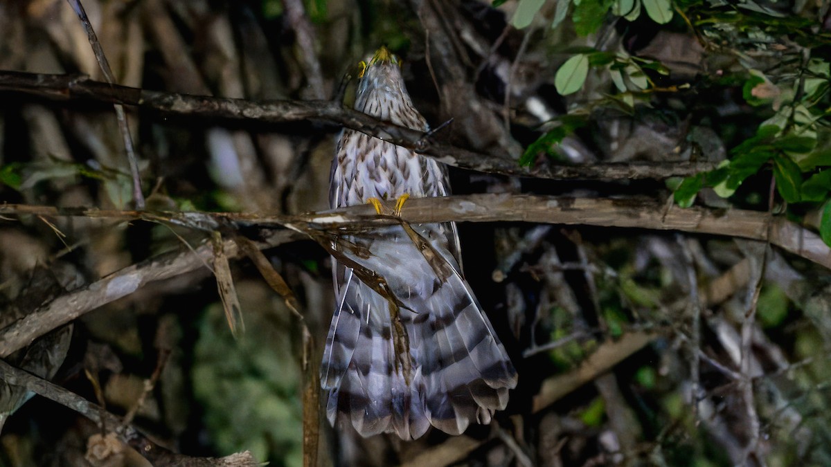 Malaysian Hawk-Cuckoo - ML622429265