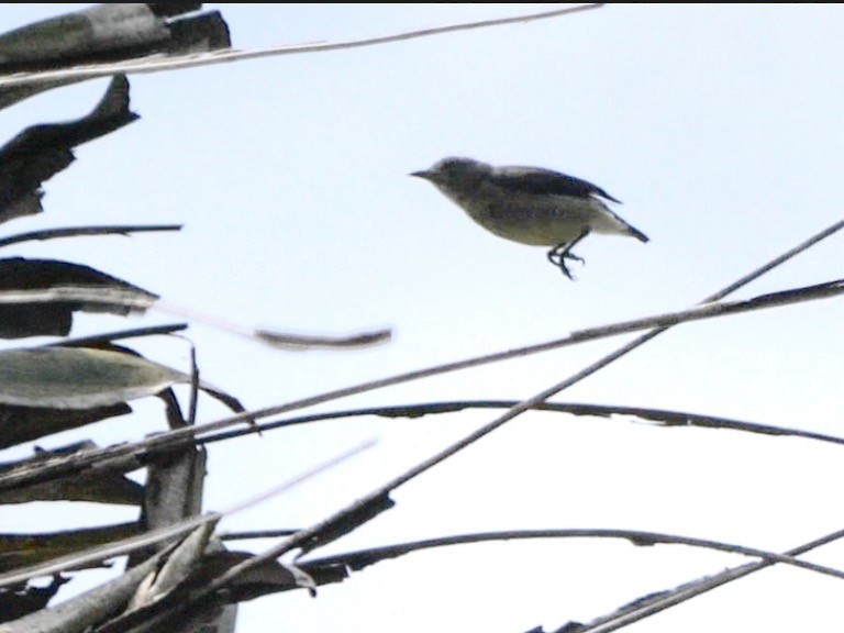 Gray-sided Flowerpecker (Gray-sided) - ML622429314