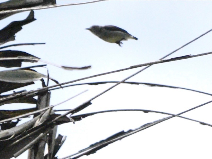 Gray-sided Flowerpecker (Gray-sided) - ML622429315