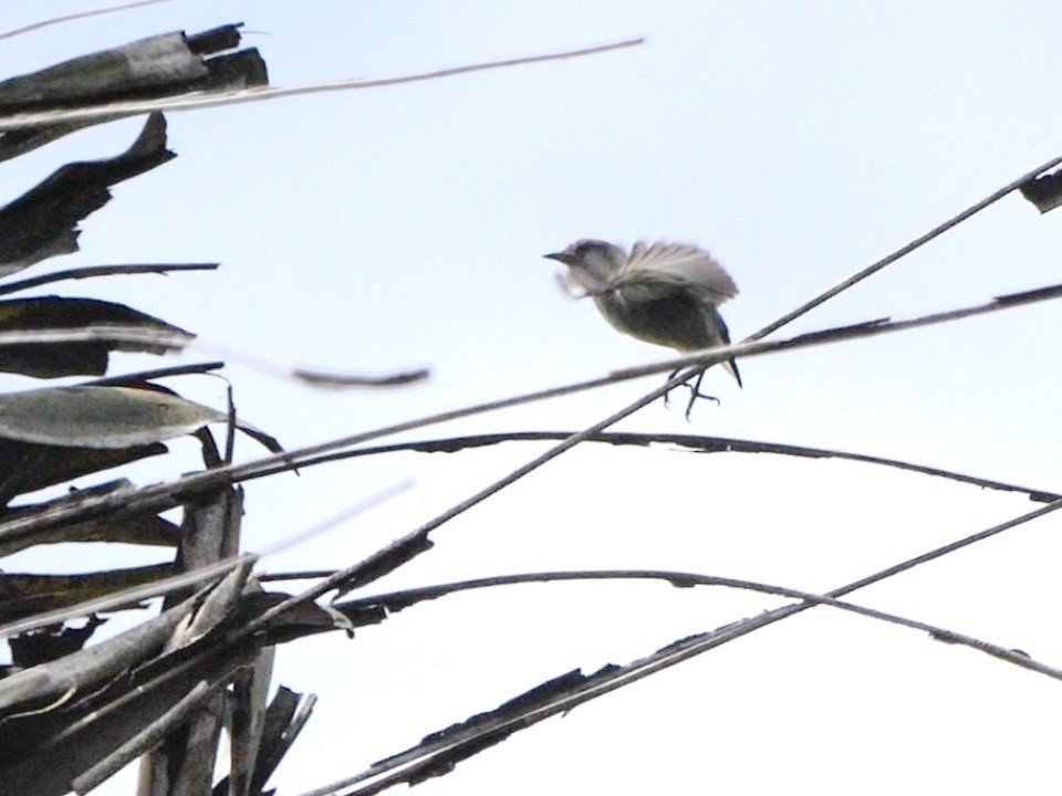 Gray-sided Flowerpecker (Gray-sided) - ML622429316