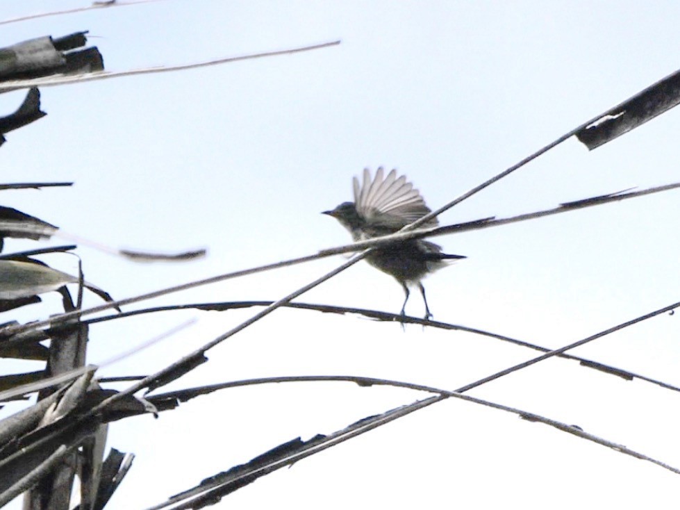 Gray-sided Flowerpecker (Gray-sided) - ML622429317