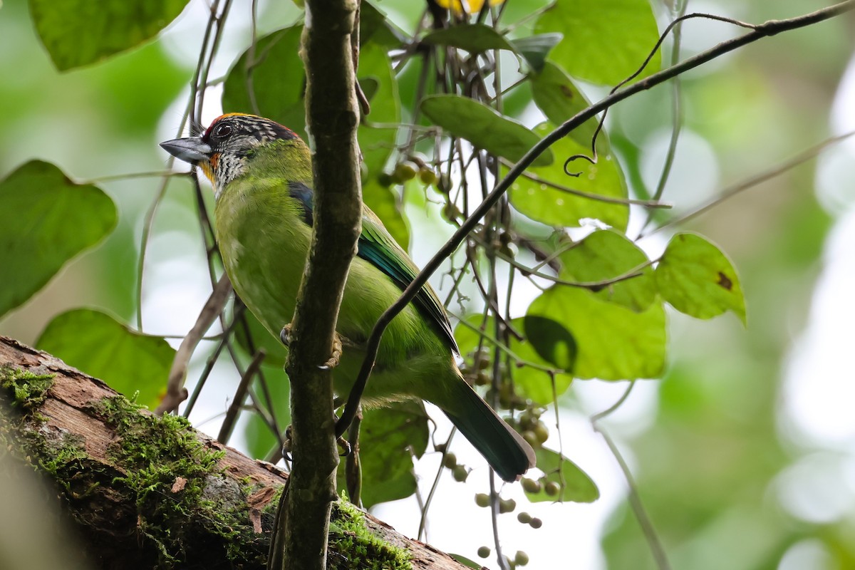 barbet žlutohrdlý - ML622429327