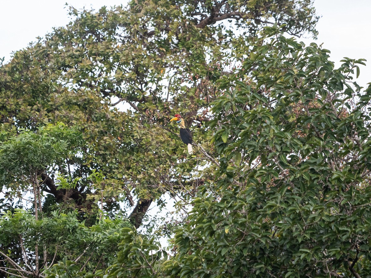 Knobbed Hornbill - Geoff Lim