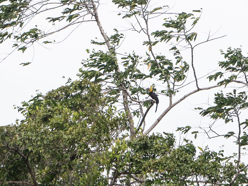 Sulawesi Hornbill - ML622429455