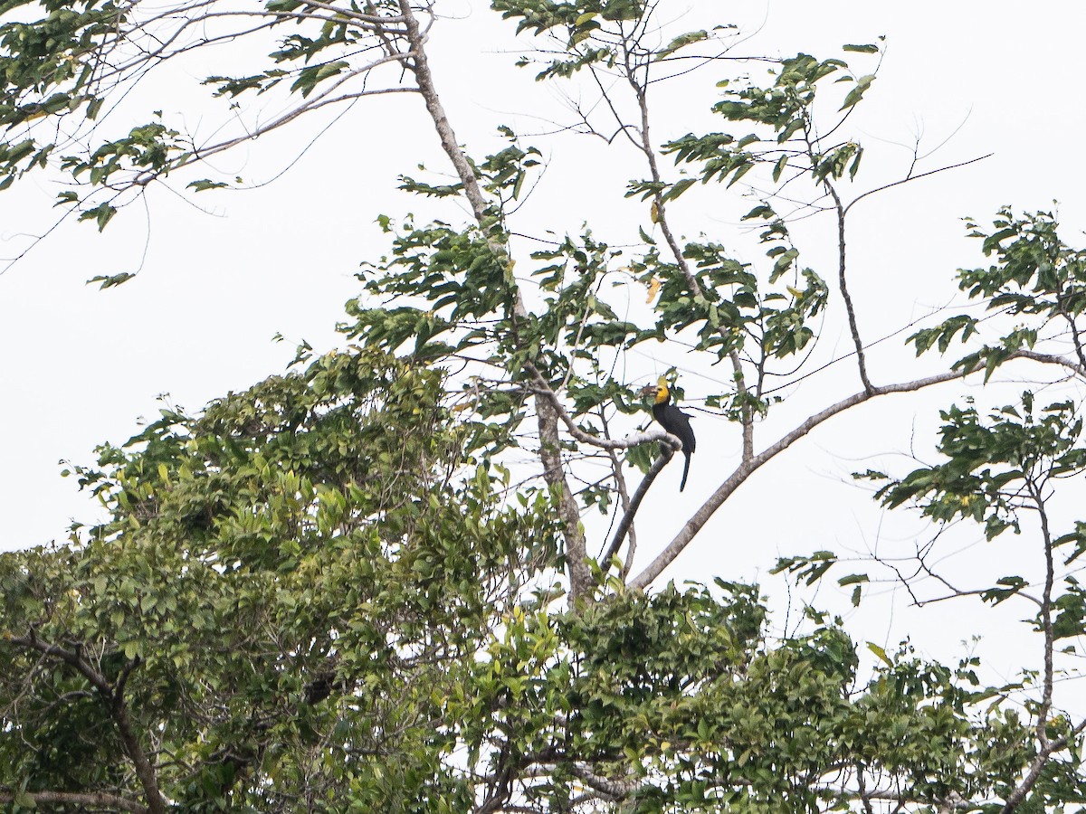 Sulawesi Hornbill - ML622429456