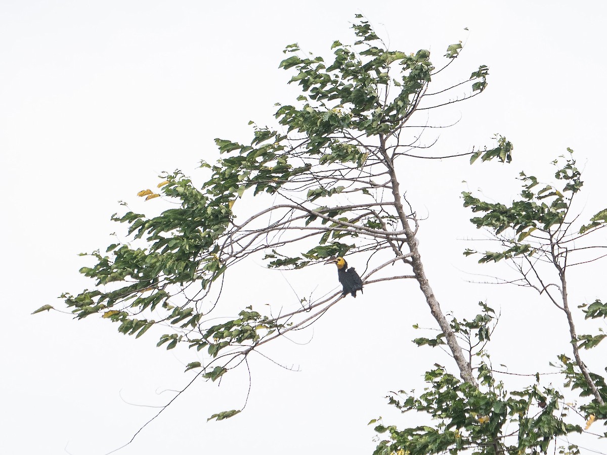 Sulawesi Hornbill - ML622429457