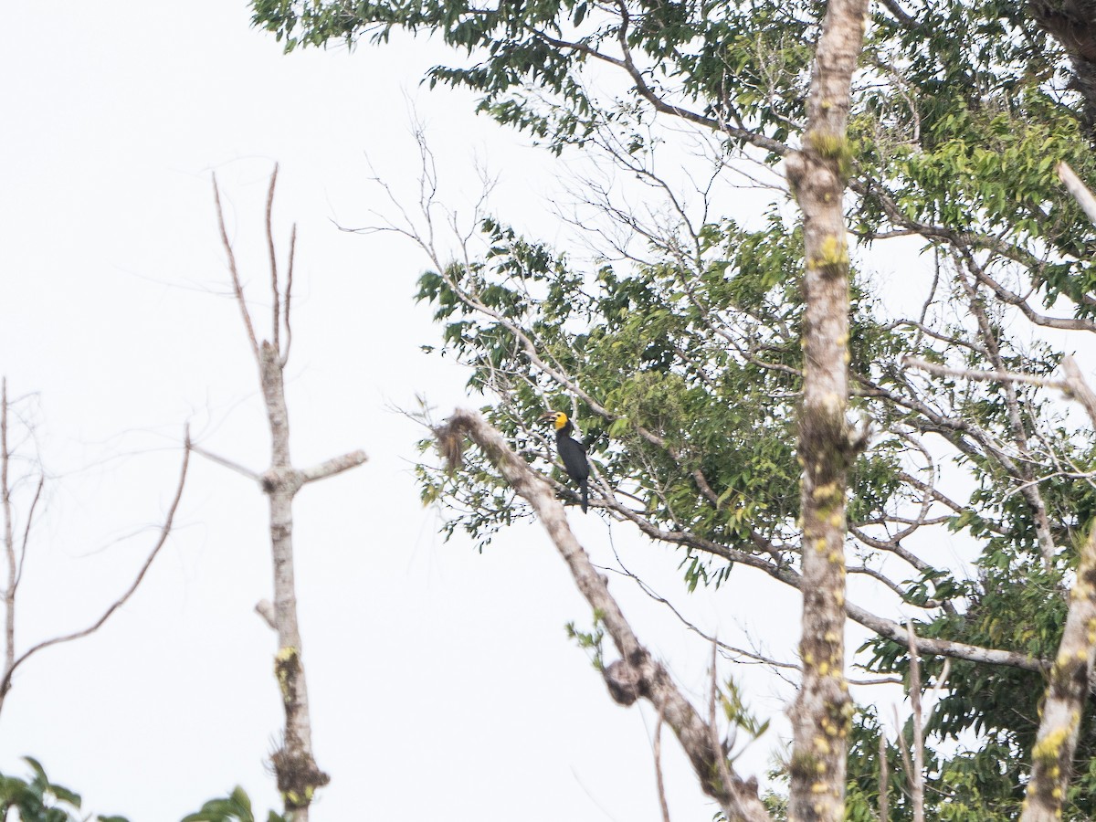 Sulawesi Hornbill - ML622429458