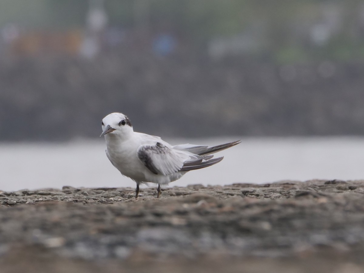 Saunders's Tern - ML622429495
