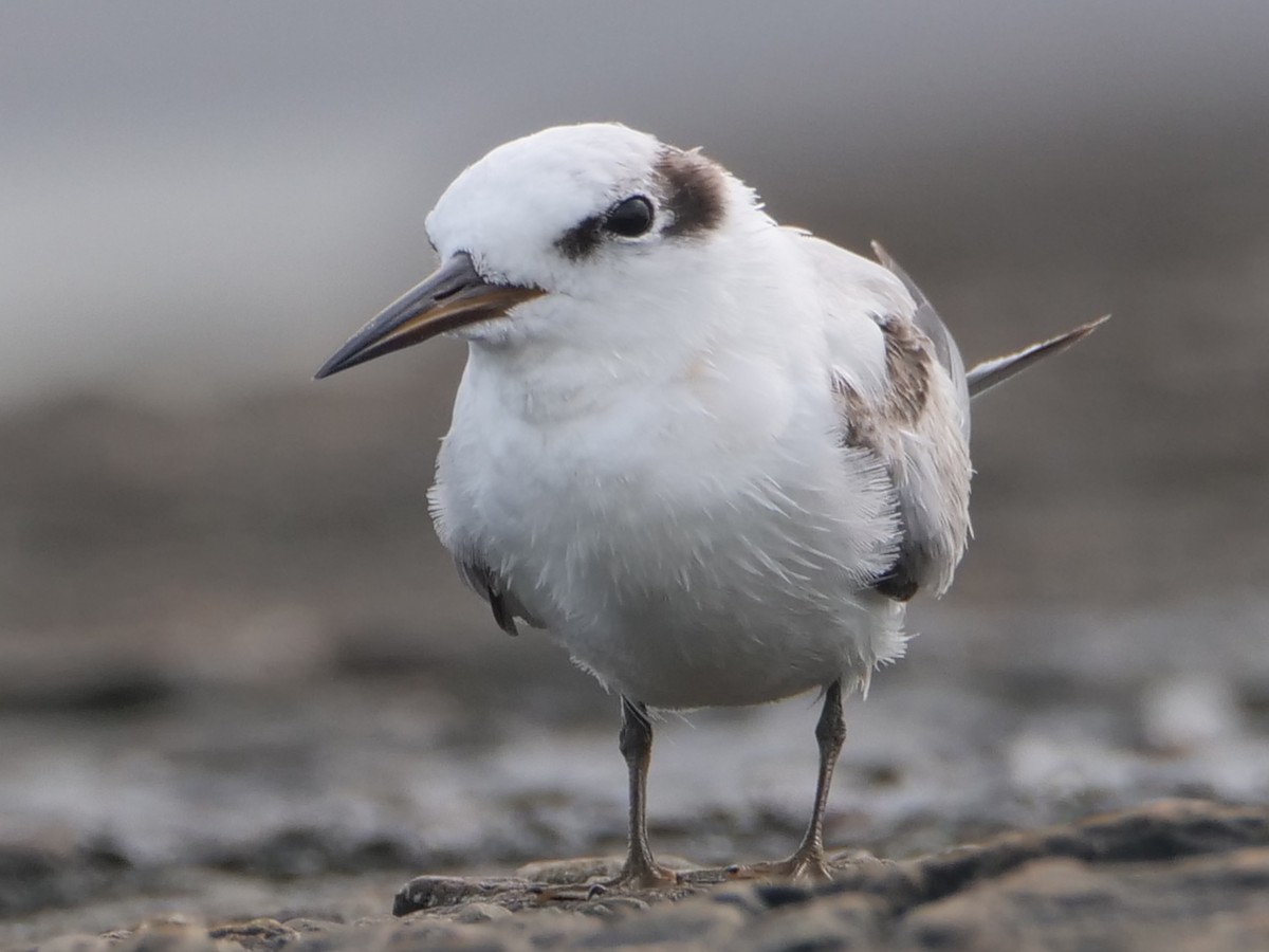 Saunders's Tern - ML622429496