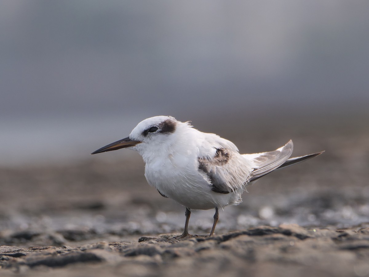 Saunders's Tern - ML622429497