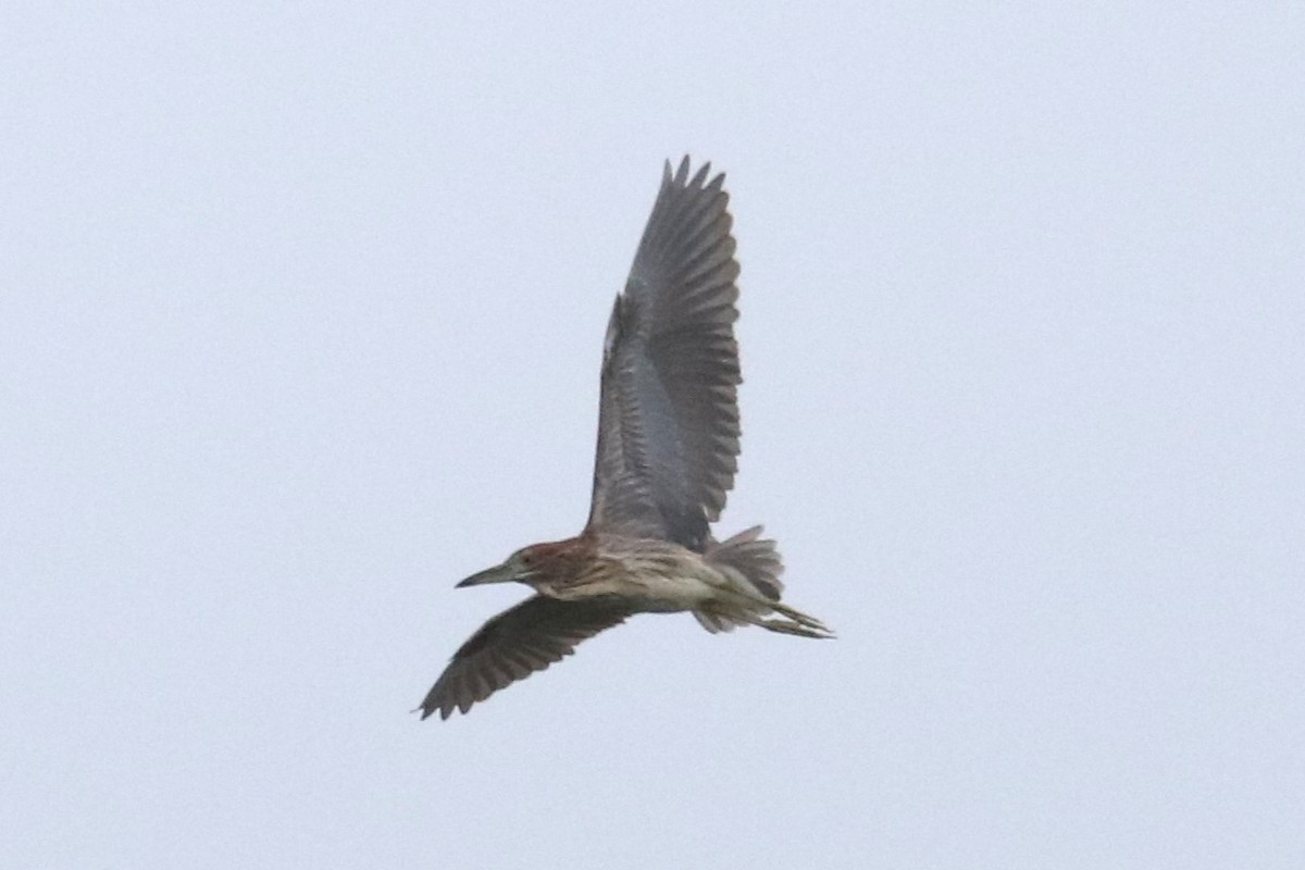 pond-heron sp. - ML622429595