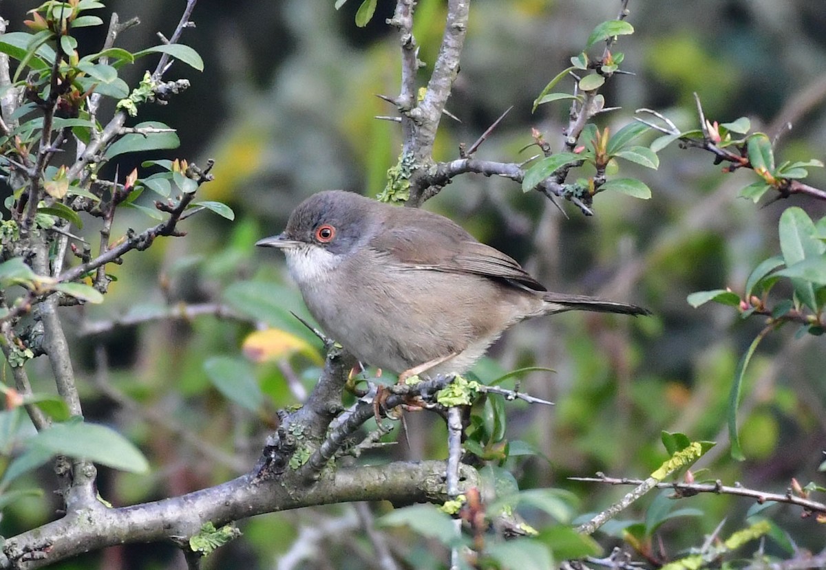 Sardinian Warbler - ML622429605