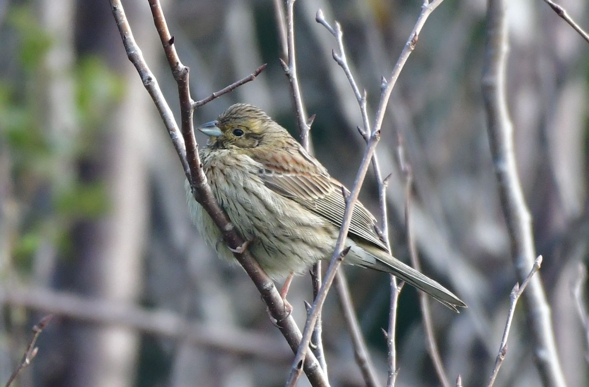 Cirl Bunting - Özgür Ekincioğlu