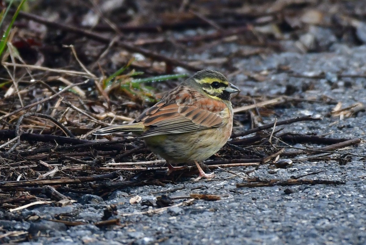 Cirl Bunting - ML622429750