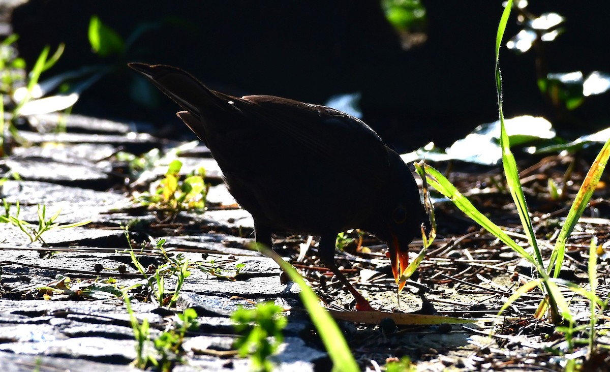 Eurasian Blackbird - ML622429779