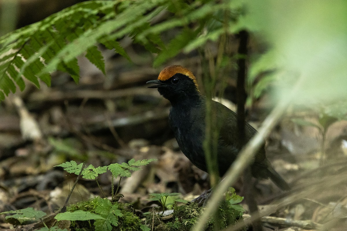 Rufous-capped Antthrush - ML622429868