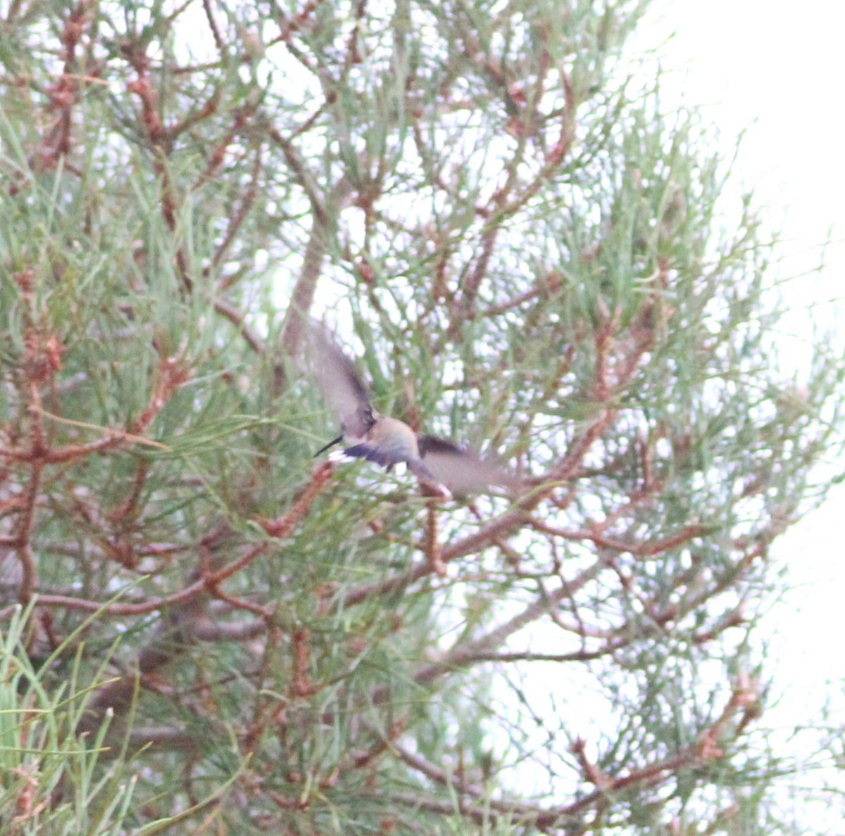 Black-chinned Hummingbird - ML622430114