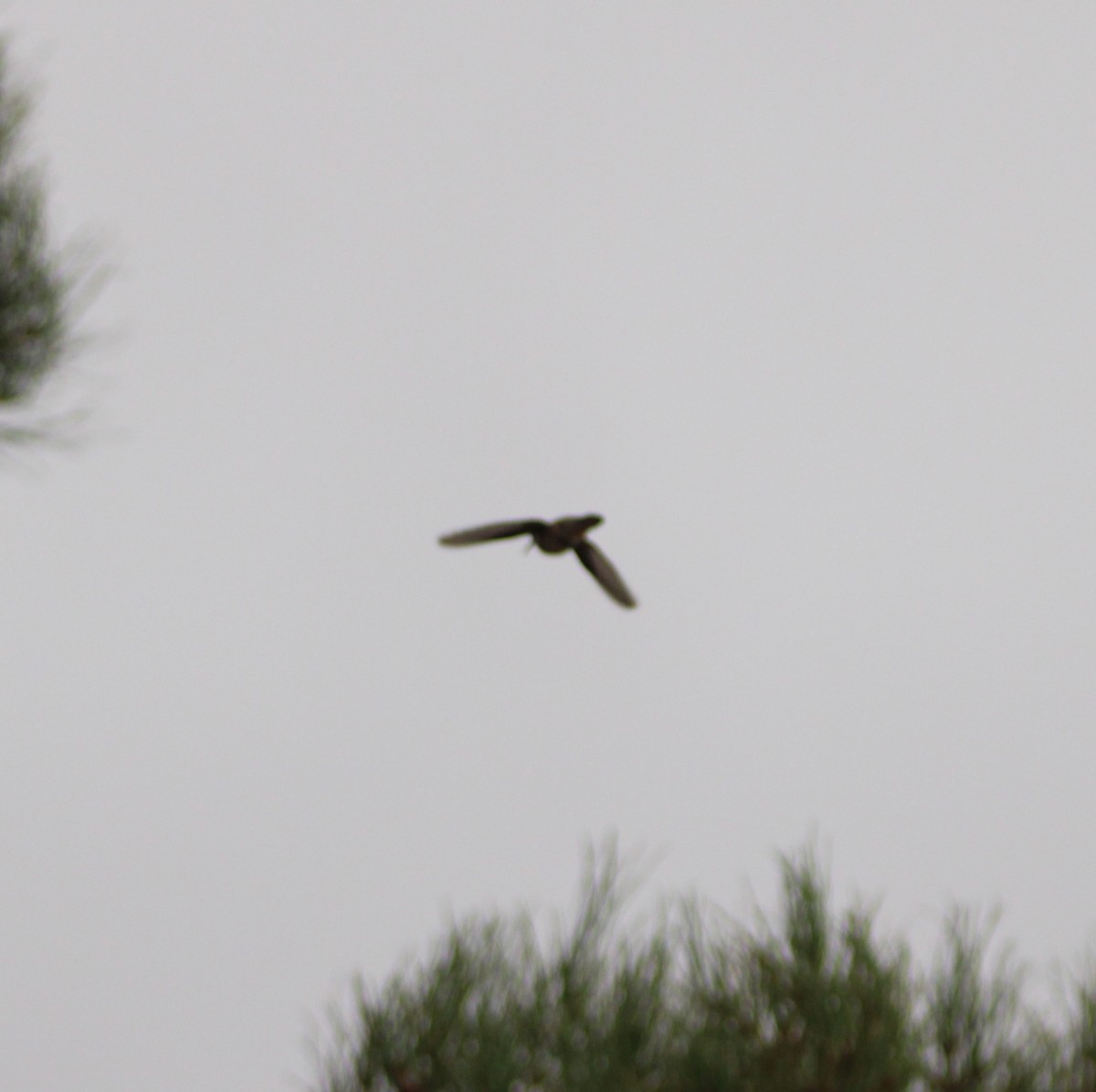 Black-chinned Hummingbird - ML622430115