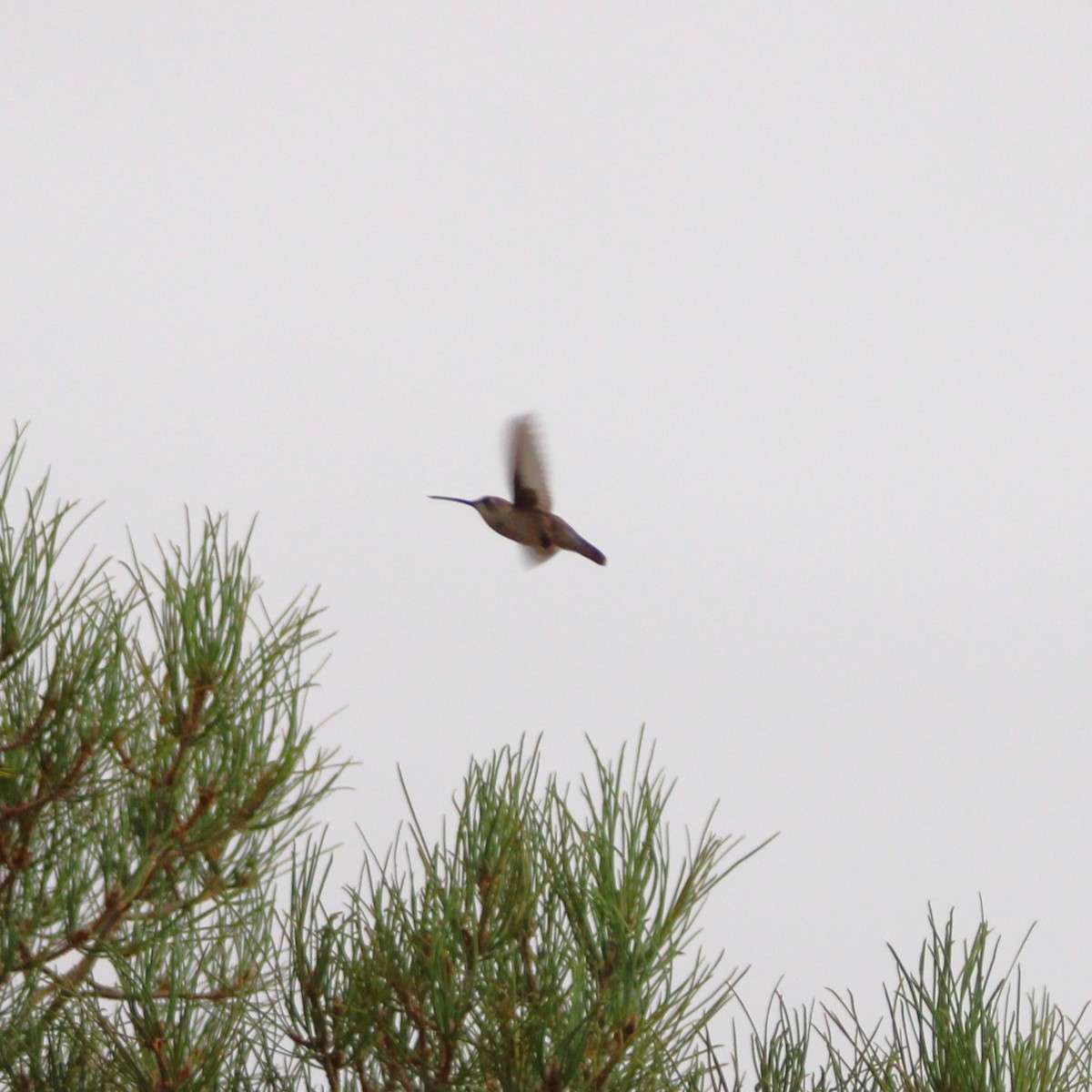 Black-chinned Hummingbird - ML622430116