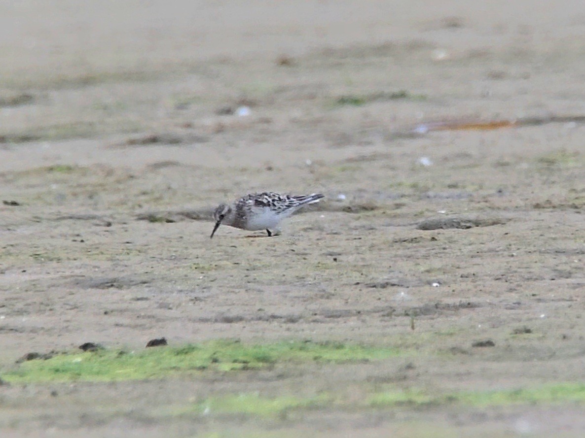 Baird's Sandpiper - Toby Carter