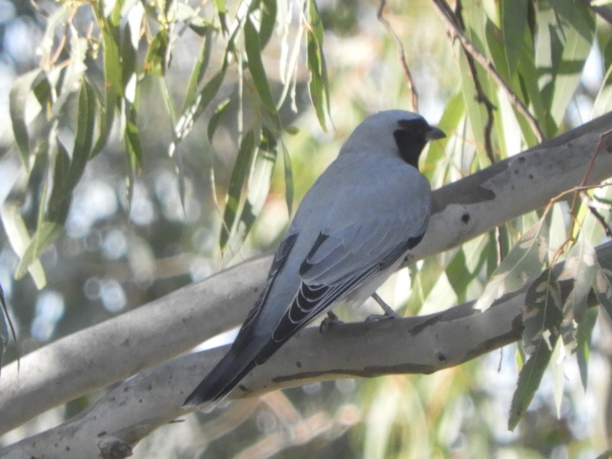 Black-faced Cuckooshrike - ML622430314