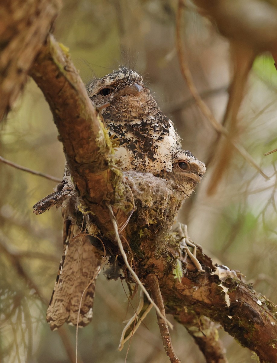 Hodgson's Frogmouth - ML622430354