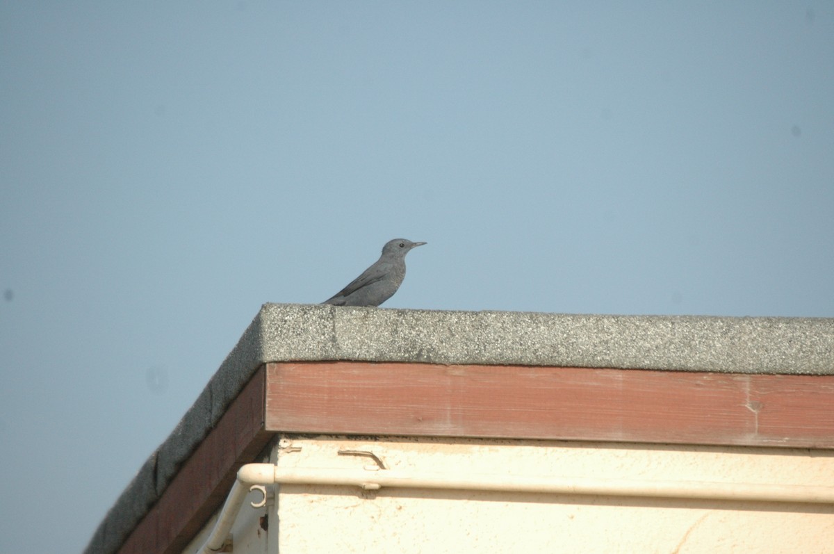 Blue Rock-Thrush - Tony Stewart