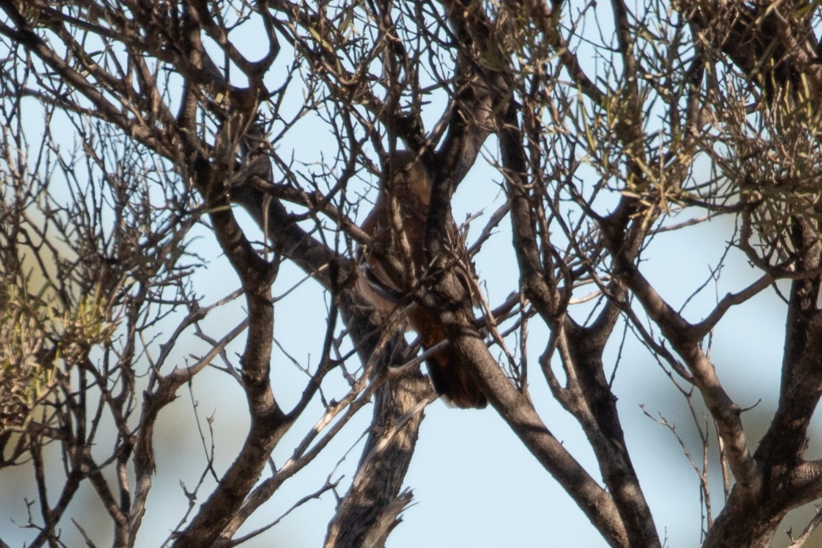 Western Quail-thrush - ML622430417