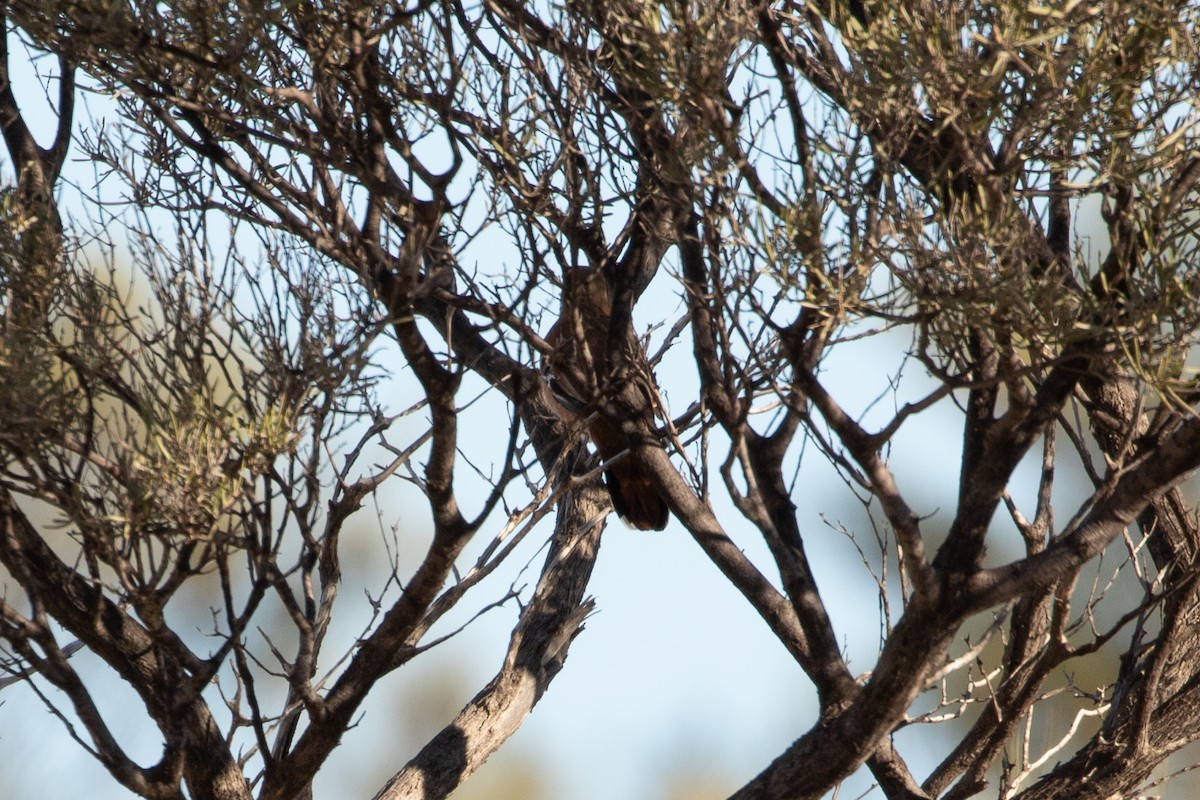 Western Quail-thrush - ML622430418