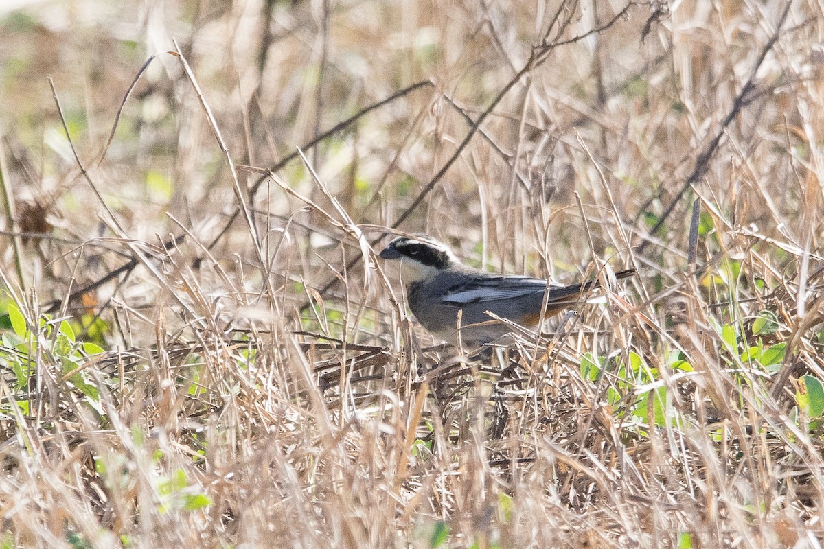 Ringed Warbling Finch - ML622430441