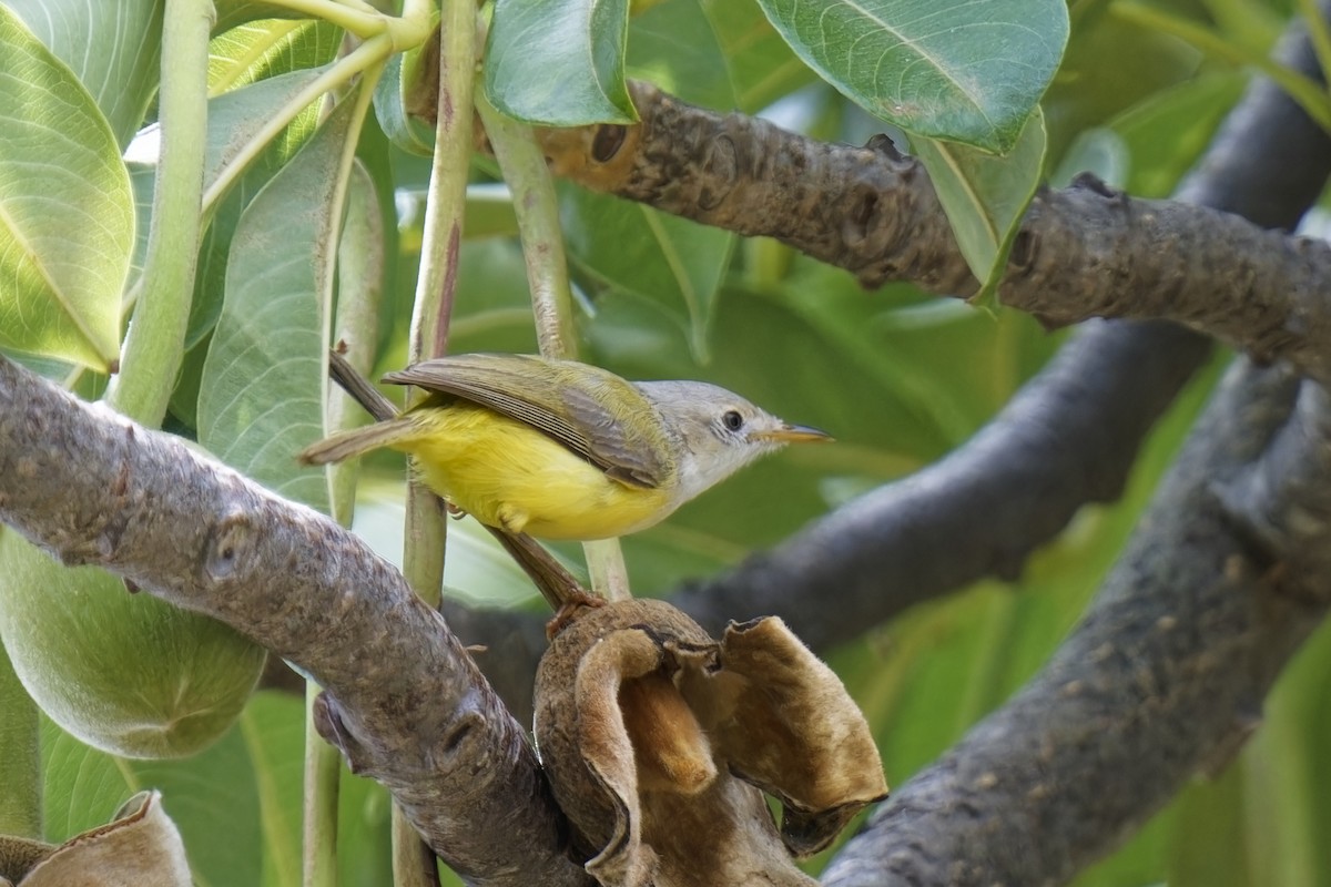 Senegal Eremomela - ML622430464