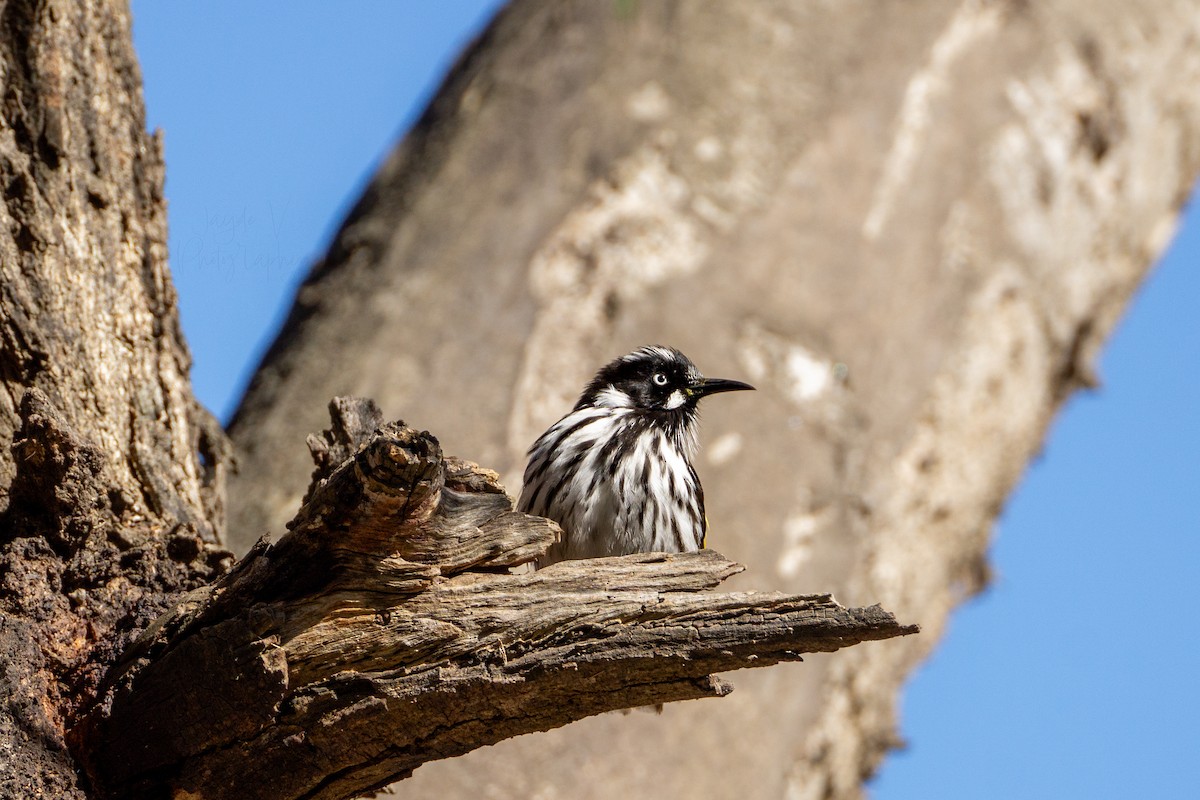 New Holland Honeyeater - ML622430528