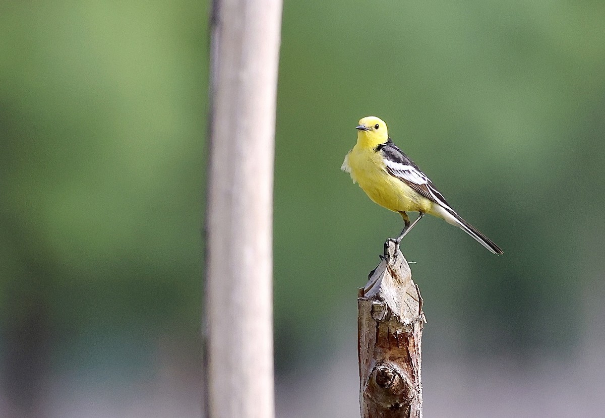 Citrine Wagtail - suwanna mookachonpan