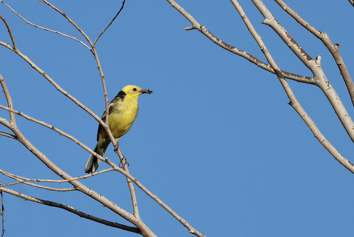 Citrine Wagtail - suwanna mookachonpan