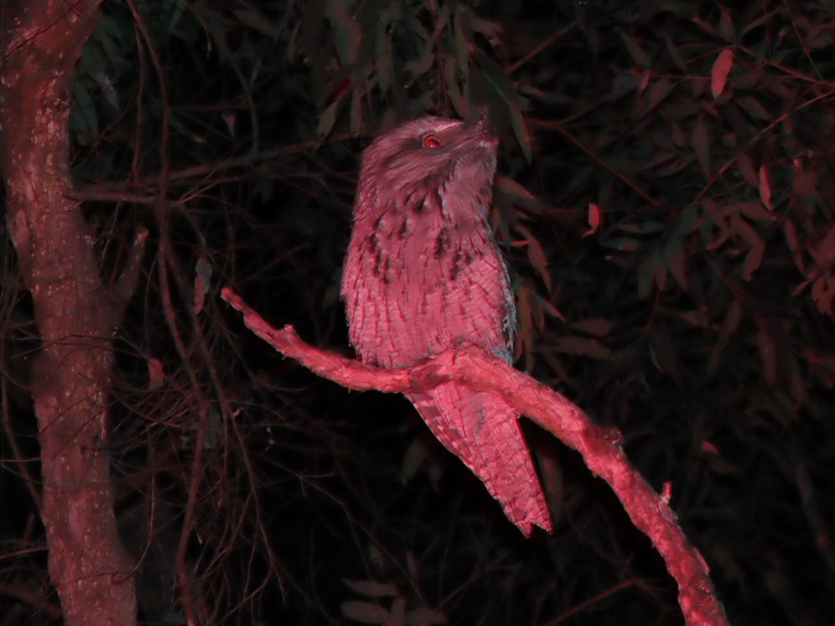 Tawny Frogmouth - ML622430594