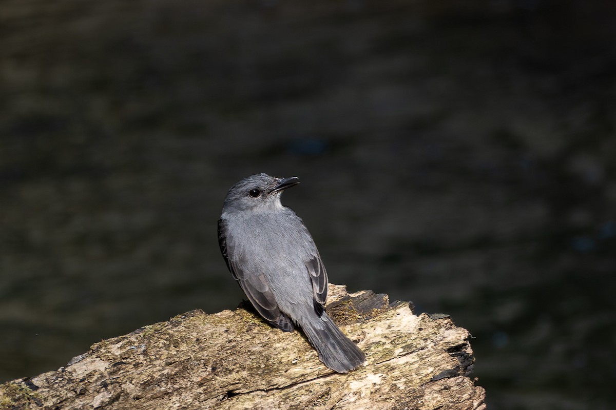 Cassin's Flycatcher - Steve Popple